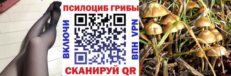МЕГА как зайти  купить наркотики сайты  Каменногорск  Галлюциногенные грибы Magic Shrooms 